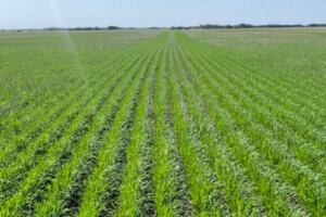 AAC Prairie - June 5- 2023- near Rosthern SK