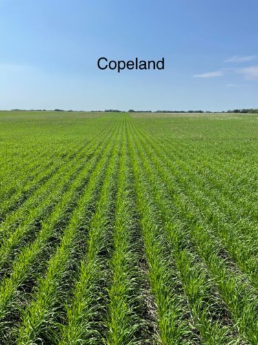 CDC Copeland - June 5- 2023- near Rosthern SK