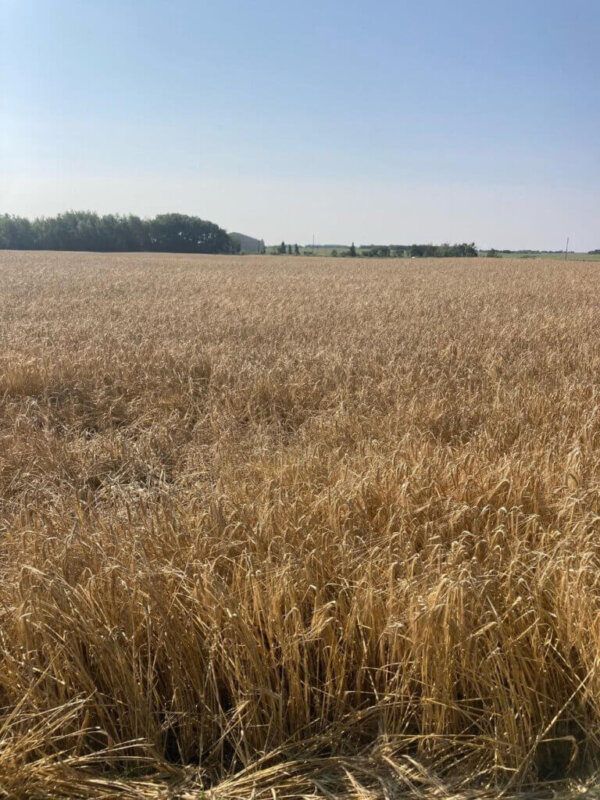 AAC Connect barley near Manville, AB in late August. This field is expected to be straight cut within a few days.